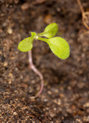 Small sprout of a plant in the ground in spring.