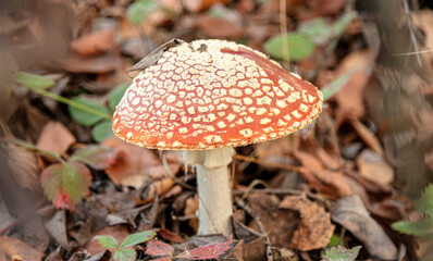 The red fly agaric mushroom grows in the forest.