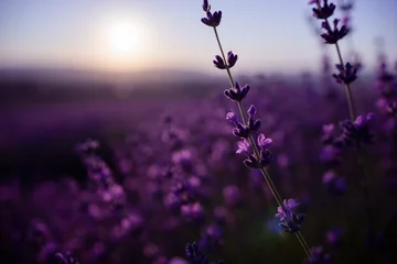 Fotobehang Lavender flower background with beautiful purple colors and bokeh lights. Blooming lavender in a field at sunset in Provence, France. Close up. Selective focus. © panophotograph