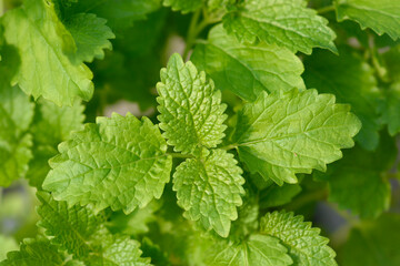 Lemon balm