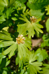 Winter aconite