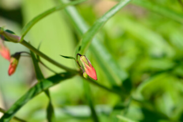 Cardinal penstemon