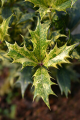 Holly osmanthus Tricolor