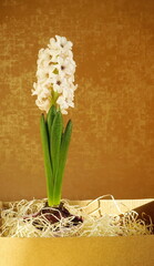 White hyacinth flower on a yellow background. Home flowers in spring. 