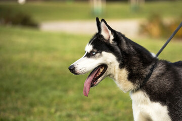happy purebreed pedigree husky dog