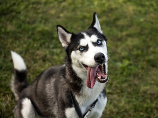 happy purebreed pedigree husky dog