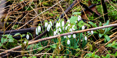 snow drops in the wild