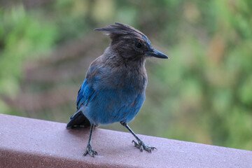 Diademhäher Cyanocitta stelleri