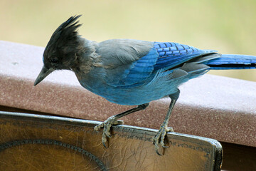 Diademhäher Cyanocitta stelleri