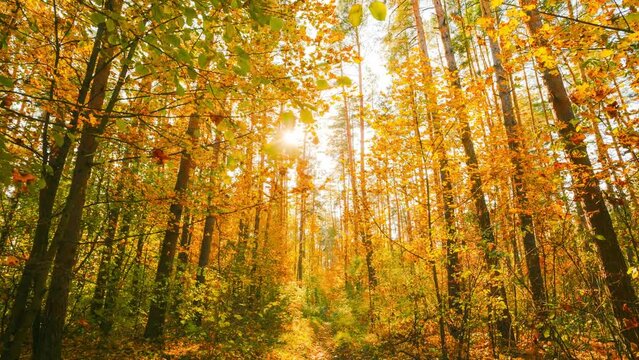 4K Change Season From Green Summer To Yellow Colors of Autumn Forest Landscape. Sunset Time lapse Timelapse Beautiful Sun Sunshine In Autumn Woods. Sunlight Shine Through Foliage In Trees Woods. Fall