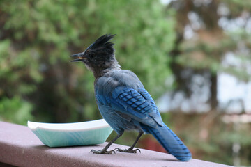 Diademhäher Cyanocitta stelleri