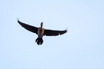 A Cormorant Gracefully Flying to the Blue Heights