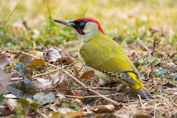A Beautiful Male European Green Woodpecker Searching for Food in the Grass on a Cold Winter Day