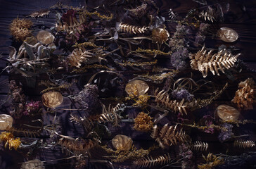 dried plants and flowers on dark wooden background