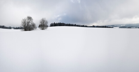 Arbre perdu dans la neige