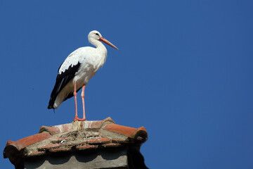 Weißstorch / White stork / Ciconia ciconia