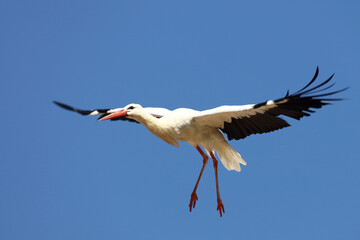 Weißstorch / White stork / Ciconia ciconia.