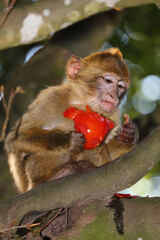 Berberaffe / Barbary macaque / Macaca sylvanus.