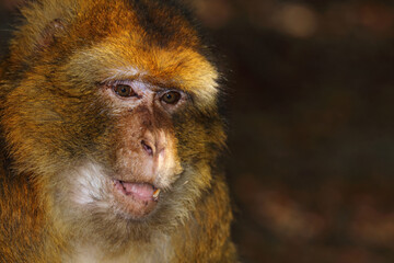 Obraz premium Berberaffe / Barbary macaque / Macaca sylvanus