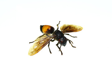 Wasp asian giants (wasp asia) isolated on the white background.