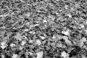 Composition of autumn leaves, horizontal photo. Background from fallen leaves for publication, poster, calendar, post, screensaver, wallpaper, postcard, banner, cover, website. High quality photo