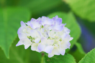 白いアジサイ