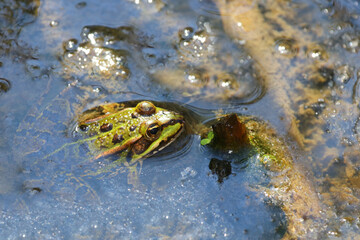 Teichfrosch / Edible frog / Pelophylax esculentus