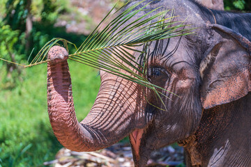 Thai big elephant with palm branch in tropical jungle, Thailand