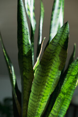 Snake Plant Closeup