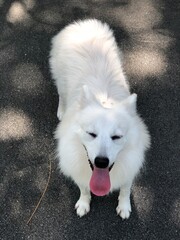 Cute dog animals pretty nice