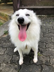 Cute dog animals pretty nice