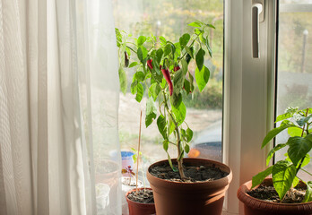 room pepper on the window.hot pepper on the window.vegetable garden on the window.Vegetables on the window.