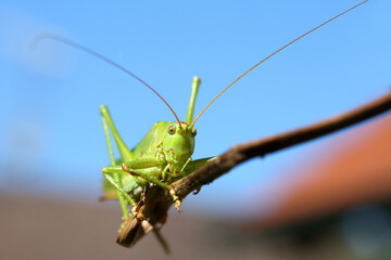 Europäische Wanderheuschrecke / Migratory locust / Locusta migratoria