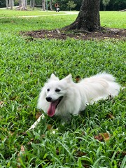 Cute dog animals pretty nice