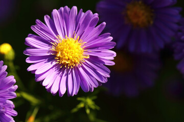 Fototapeta premium Blume / Flower / Flos