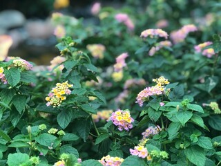 Beautiful sceneries landscape pretty background