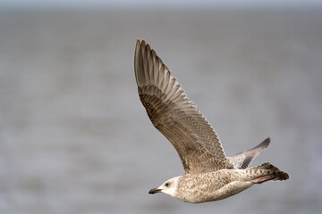 Eine Silbermöwe im Flug über der Nordsee