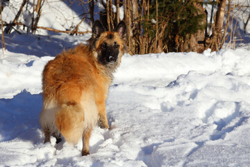Hund / Dog / Canis.