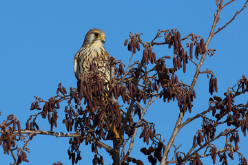 Turmfalke / Common kestrel / Falco tinnunculus