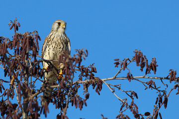 Turmfalke / Common kestrel / Falco tinnunculus