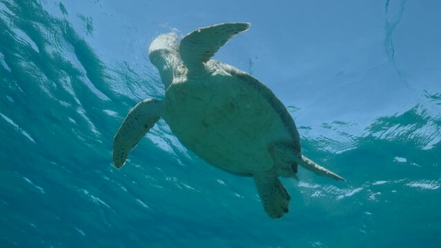 Close-up, Sea turtle swims in the blue water to up, takes a breath and lies under surface of water. Green Sea Turtle (Chelonia mydas). Slow motion. Red Sea, Egypt