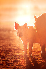 Young piglet on a farm in Northern Territory, Australia, at sunrise.  © Julia