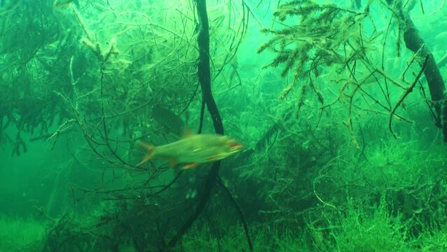Northern pike (Esox lucius) tries to caught a Common roach&nbsp;(Rutilus rutilus) but fails.
