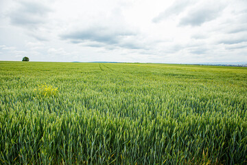 green wheat field and blue sky