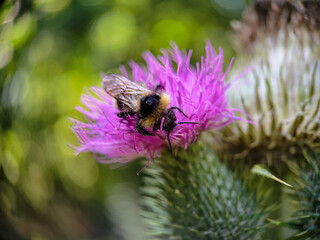 Bumblebee eating pollen on a thistle flower. Macro photo close up.
