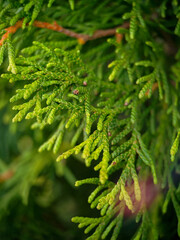 Close up photo of cypress branch