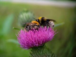 Bumblebee eating pollen on a thistle flower. Macro photo close up.