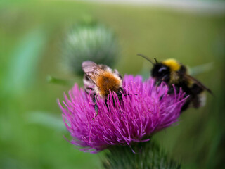 Bumblebee eating pollen on a thistle flower. Macro photo close up.