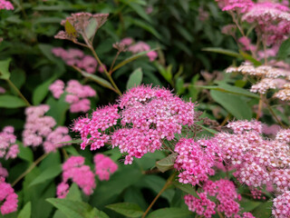 Close up photo of Spiraea japonica (Japanese meadowsweet) pink flowers