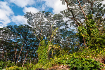 trees in the forest